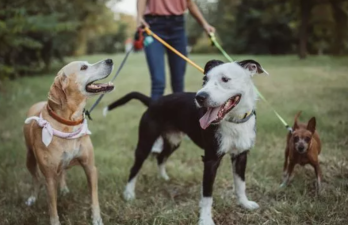 Smartest Working Dogs Right Now